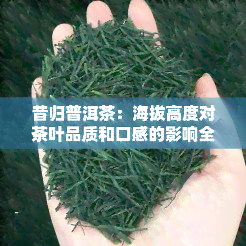 昔归普洱茶：海拔高度对茶叶品质和口感的影响全面解析