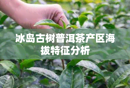 冰岛古树普洱茶产区海拔特征分析