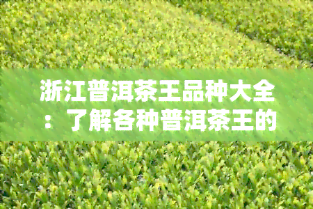 浙江普洱茶王品种大全：了解各种普洱茶王的特点与口感，选择最适合你的茶叶