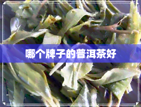 哪个牌子的普洱茶好