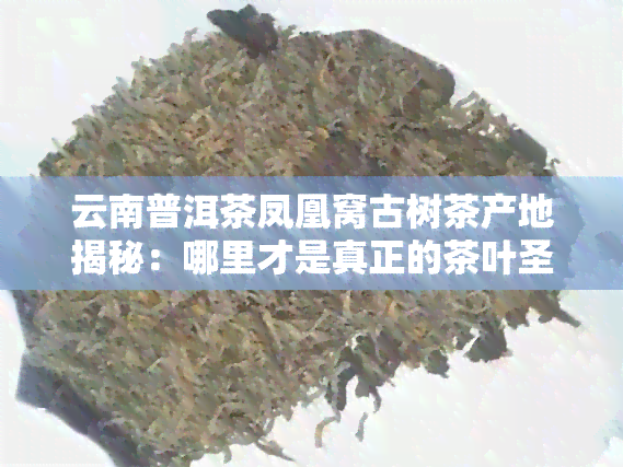 云南普洱茶凤凰窝古树茶产地揭秘：哪里才是真正的茶叶圣地？