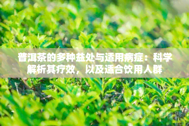 普洱茶的多种益处与适用病症：科学解析其疗效，以及适合饮用人群