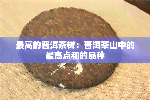 更高的普洱茶树：普洱茶山中的更高点和的品种