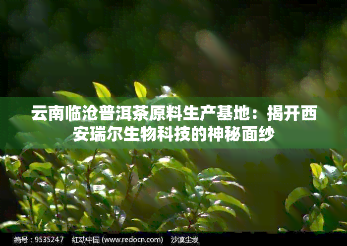 云南临沧普洱茶原料生产基地：揭开西安瑞尔生物科技的神秘面纱