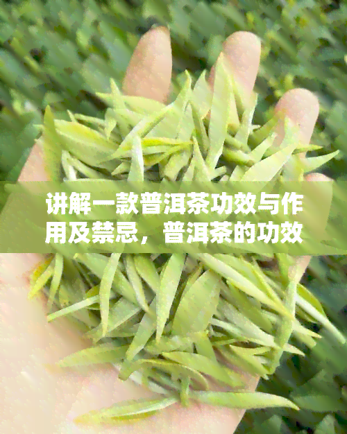 讲解一款普洱茶功效与作用及禁忌，普洱茶的功效与作用以及价格分析