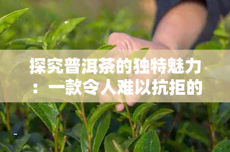 探究普洱茶的独特魅力：一款令人难以抗拒的健饮品