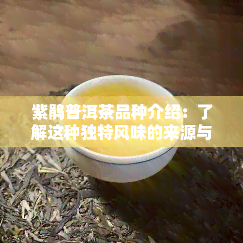 紫鹃普洱茶品种介绍：了解这种独特风味的来源与特点