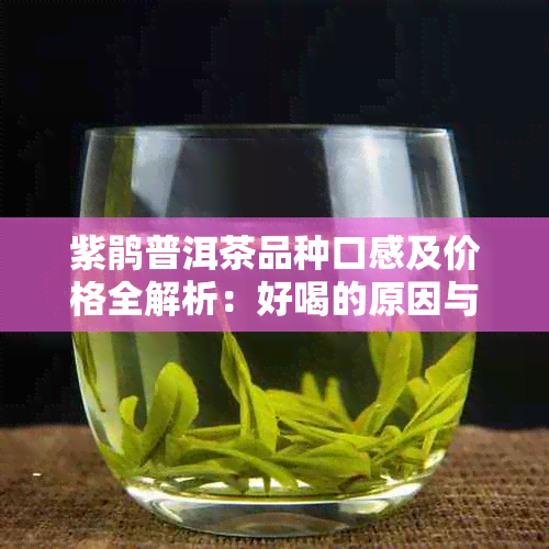 紫鹃普洱茶品种口感及价格全解析：好喝的原因与独特特点