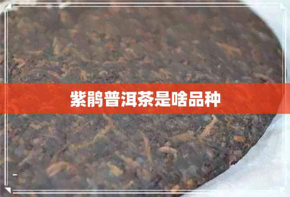 紫鹃普洱茶是啥品种