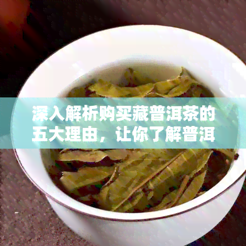 深入解析购买藏普洱茶的五大理由，让你了解普洱茶的独特魅力