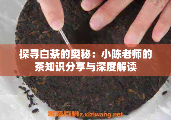 探寻白茶的奥秘：小陈老师的茶知识分享与深度解读