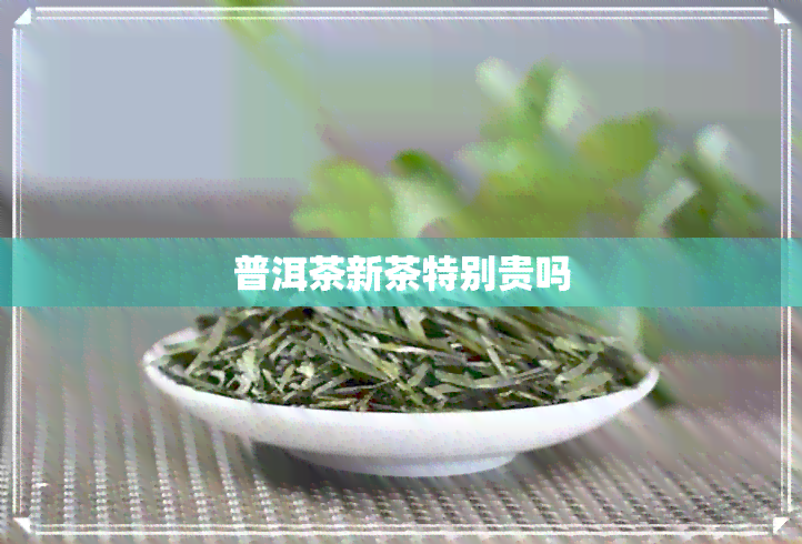 普洱茶新茶特别贵吗