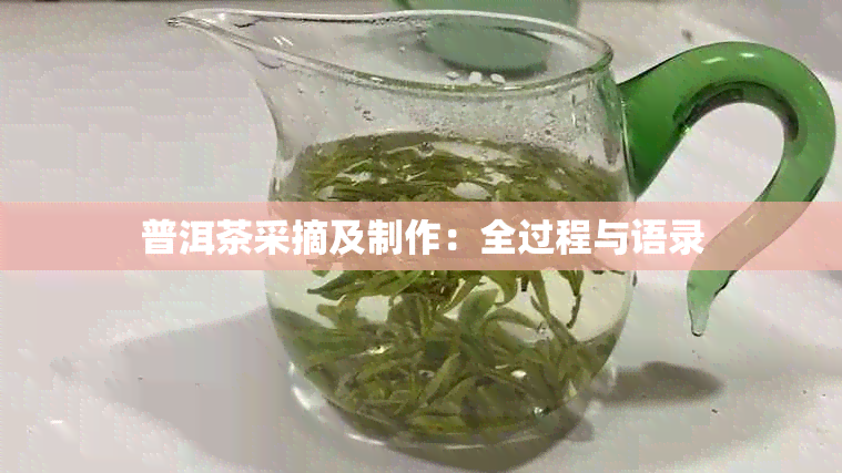 普洱茶采摘及制作：全过程与语录