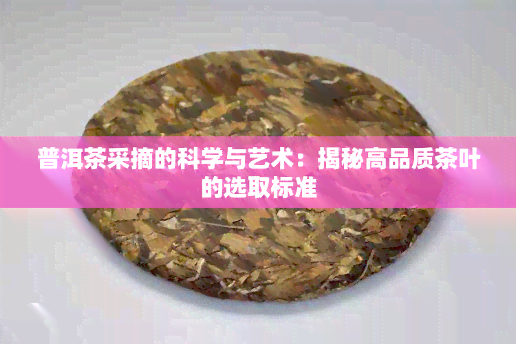 普洱茶采摘的科学与艺术：揭秘高品质茶叶的选取标准