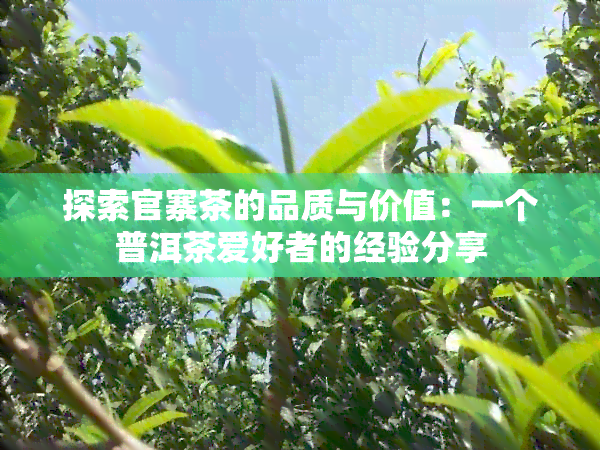 探索官寨茶的品质与价值：一个普洱茶爱好者的经验分享