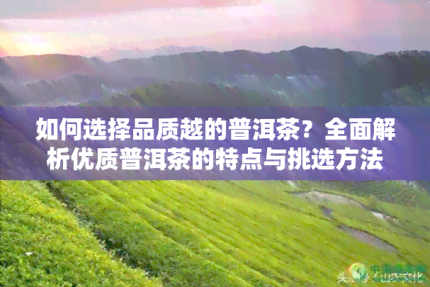 如何选择品质越的普洱茶？全面解析优质普洱茶的特点与挑选方法