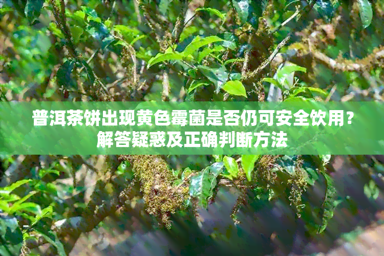 普洱茶饼出现黄色霉菌是否仍可安全饮用？解答疑惑及正确判断方法