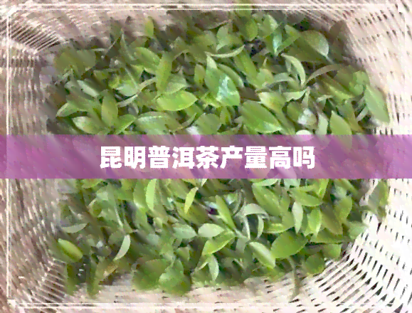 昆明普洱茶产量高吗