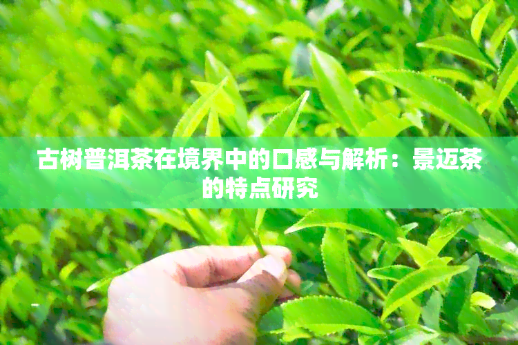 古树普洱茶在境界中的口感与解析：景迈茶的特点研究