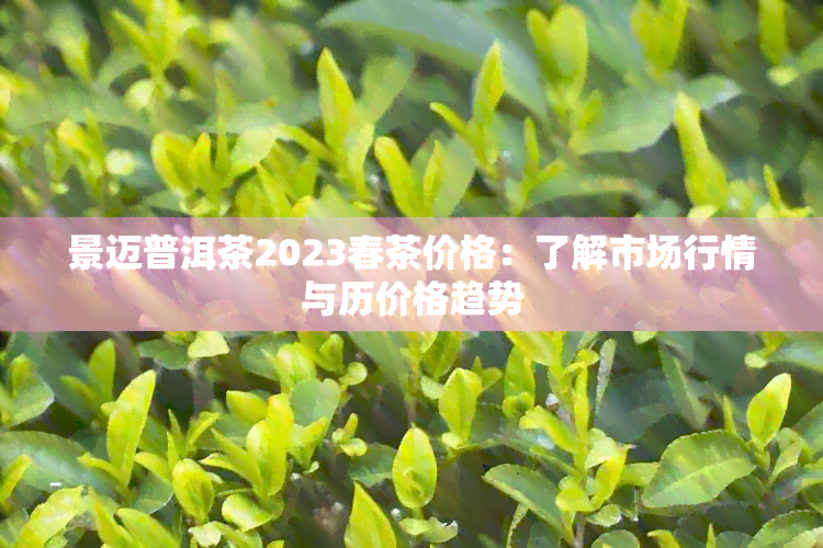 景迈普洱茶2023春茶价格：了解市场行情与历价格趋势