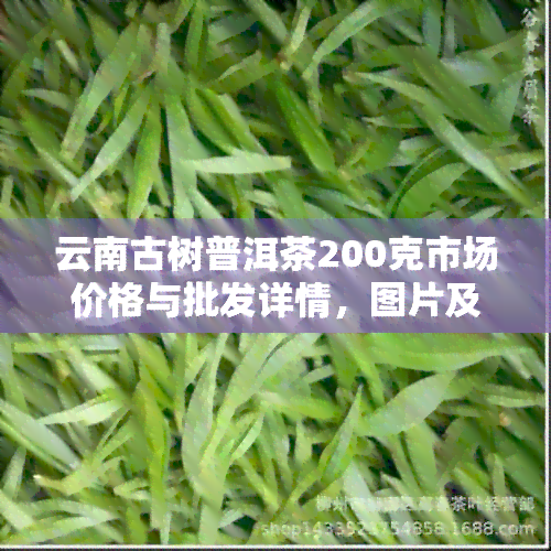 云南古树普洱茶200克市场价格与批发详情，图片及阿里交易平台介绍