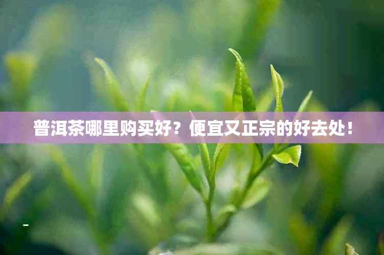 普洱茶哪里购买好？便宜又正宗的好去处！