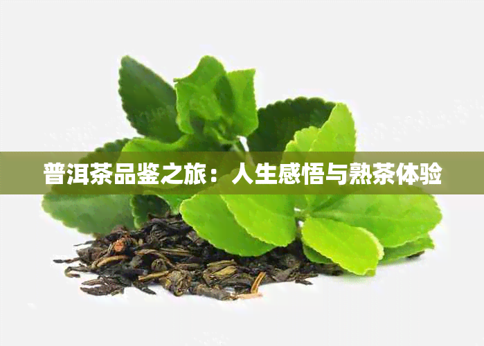 普洱茶品鉴之旅：人生感悟与熟茶体验