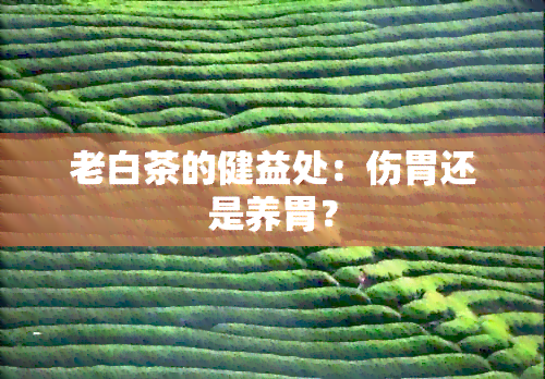 老白茶的健益处：伤胃还是养胃？