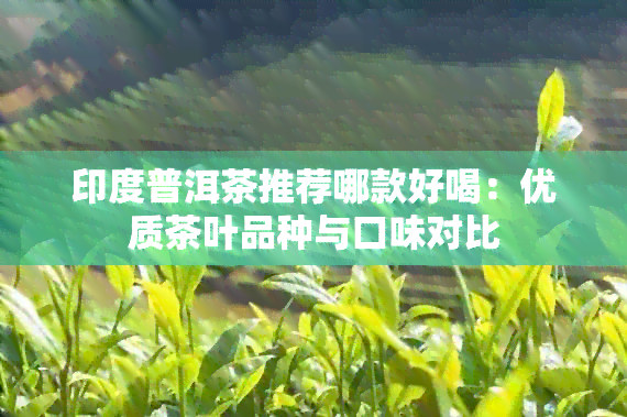 印度普洱茶推荐哪款好喝：优质茶叶品种与口味对比