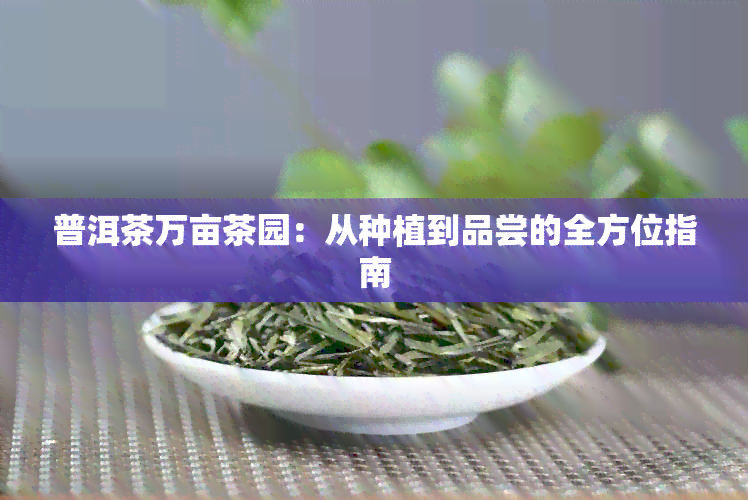 普洱茶万亩茶园：从种植到品尝的全方位指南