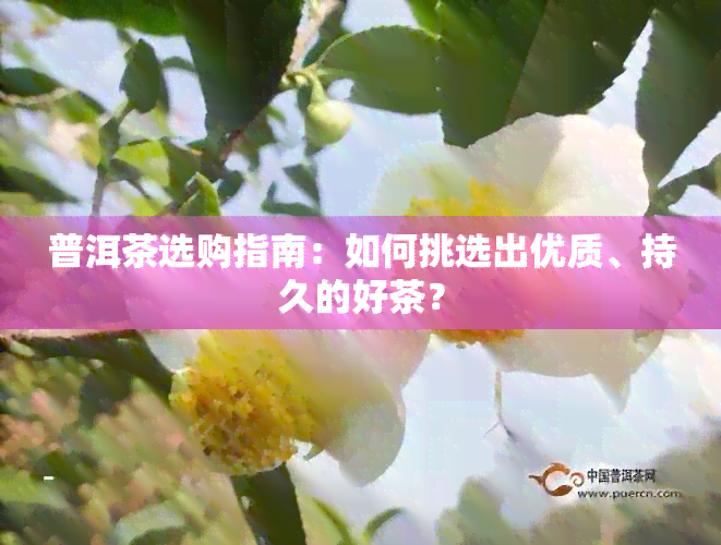 普洱茶选购指南：如何挑选出优质、持久的好茶？