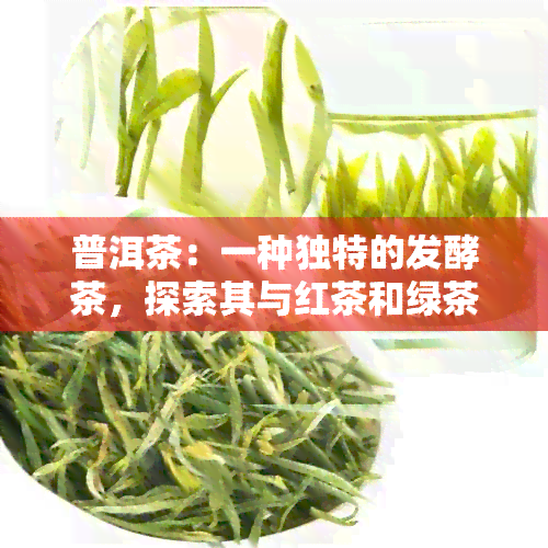 普洱茶：一种独特的发酵茶，探索其与红茶和绿茶的异同