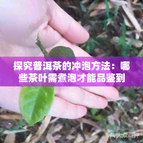 探究普洱茶的冲泡方法：哪些茶叶需煮泡才能品鉴到其独特风味