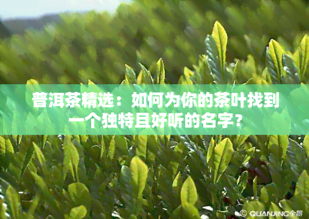 普洱茶精选：如何为你的茶叶找到一个独特且好听的名字？