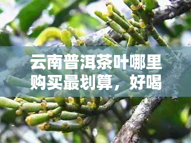 云南普洱茶叶哪里购买最划算，好喝又不贵的推荐