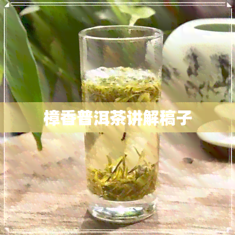 樟香普洱茶讲解稿子