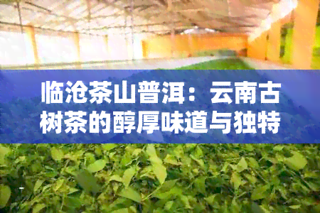 临沧茶山普洱：云南古树茶的醇厚味道与独特魅力