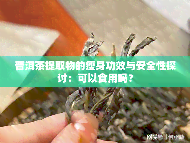 普洱茶提取物的瘦身功效与安全性探讨：可以食用吗？