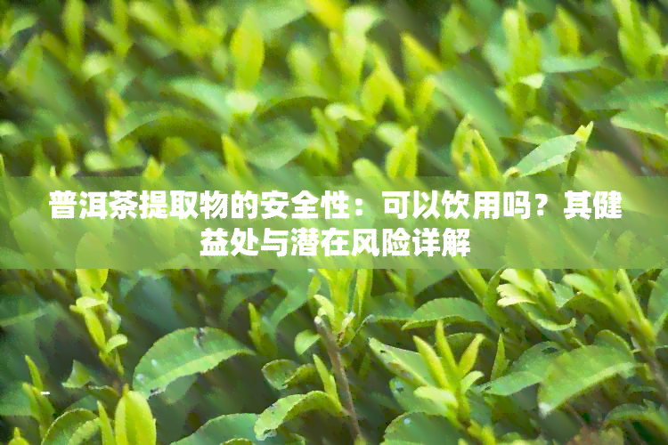 普洱茶提取物的安全性：可以饮用吗？其健益处与潜在风险详解