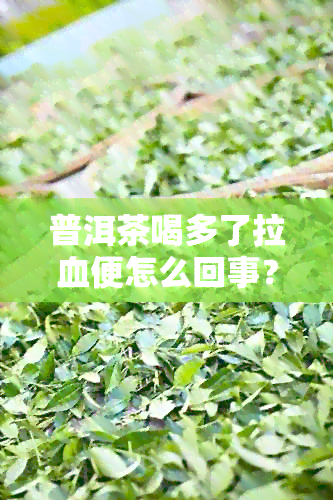 普洱茶喝多了拉血便怎么回事？