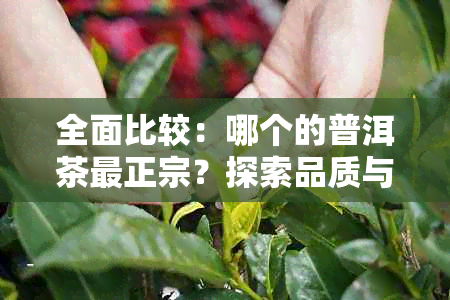 全面比较：哪个的普洱茶最正宗？探索品质与口感的完美结合