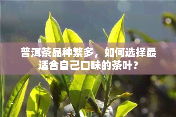 普洱茶品种繁多，如何选择最适合自己口味的茶叶？