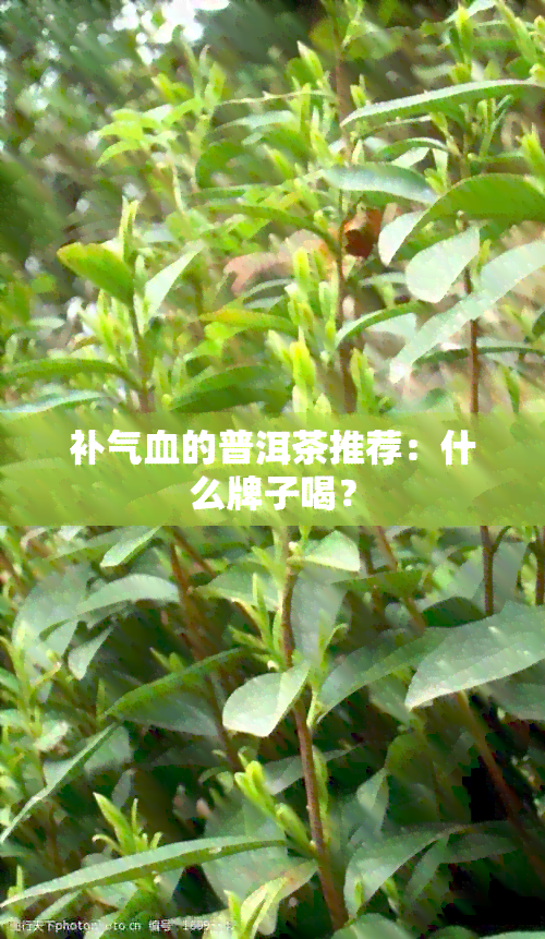 补气血的普洱茶推荐：什么牌子喝？