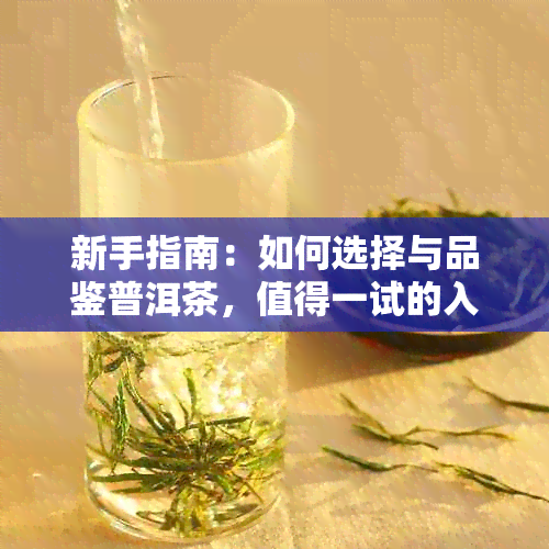 新手指南：如何选择与品鉴普洱茶，值得一试的入门茶款推荐