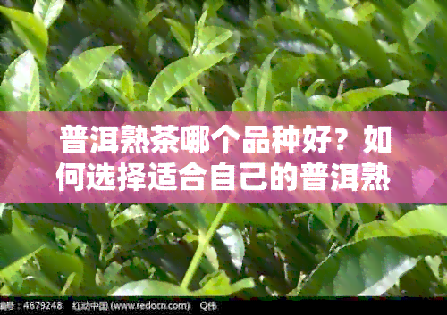 普洱熟茶哪个品种好？如何选择适合自己的普洱熟茶？