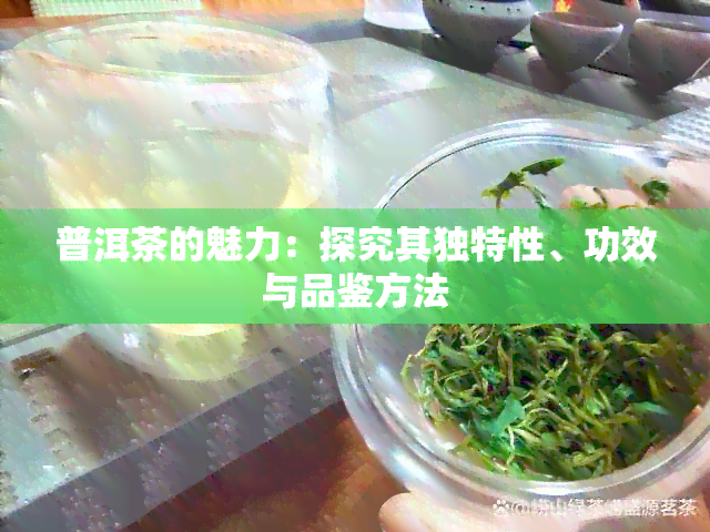 普洱茶的魅力：探究其独特性、功效与品鉴方法