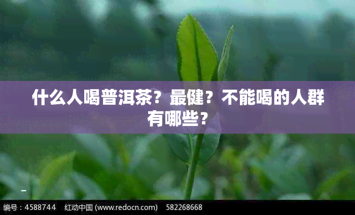 什么人喝普洱茶？最健？不能喝的人群有哪些？