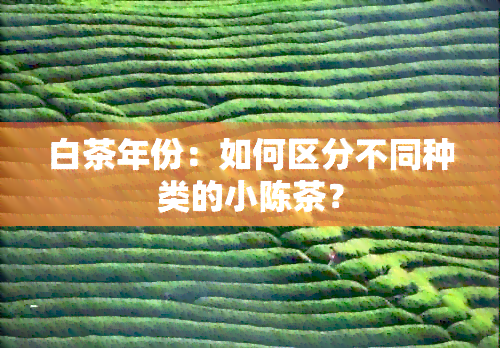 白茶年份：如何区分不同种类的小陈茶？