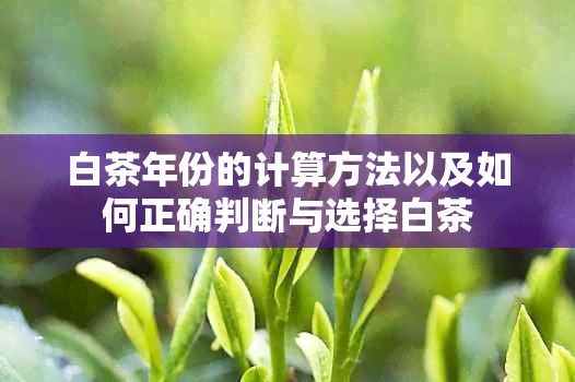 白茶年份的计算方法以及如何正确判断与选择白茶