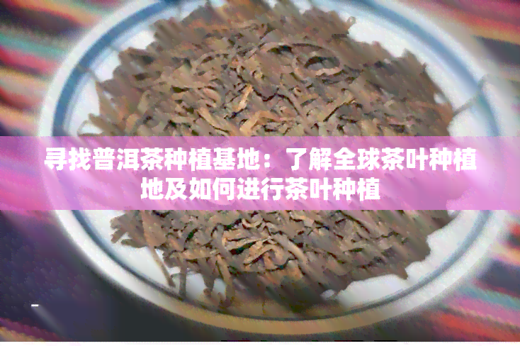 寻找普洱茶种植基地：了解全球茶叶种植地及如何进行茶叶种植